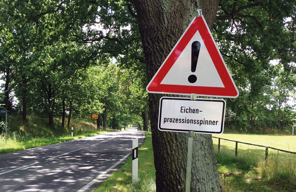 01 eichenprozessionsspinner hinweis